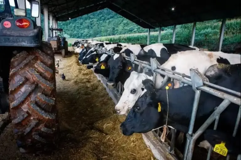 Famurs lança campanha para ampliar consumo de leite gaúcho e fortalecer cadeia produtiva - Studio TV