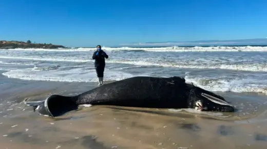 Filhote de baleia-franca é encontrado morto em praia de Santa Catarina - Studio TV