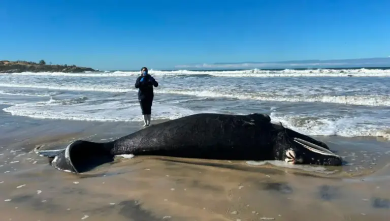 Filhote de baleia-franca é encontrado morto em praia de Santa Catarina - Studio TV