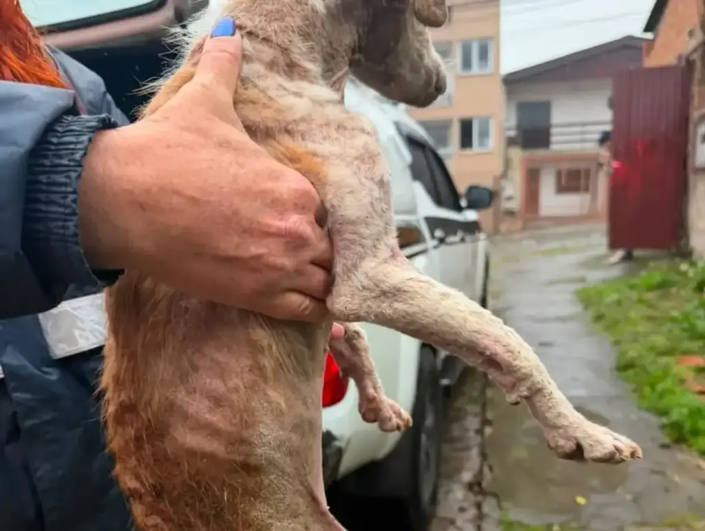 Guarda Municipal prende suspeito de maus-tratos a animal em Caxias do Sul - Studio TV