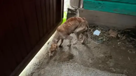Guarda Municipal prende suspeito de maus-tratos a animal em Caxias do Sul - Studio TV