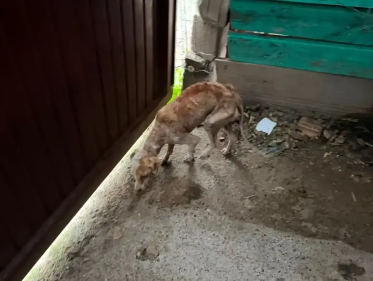 Guarda Municipal prende suspeito de maus-tratos a animal em Caxias do Sul - Studio TV