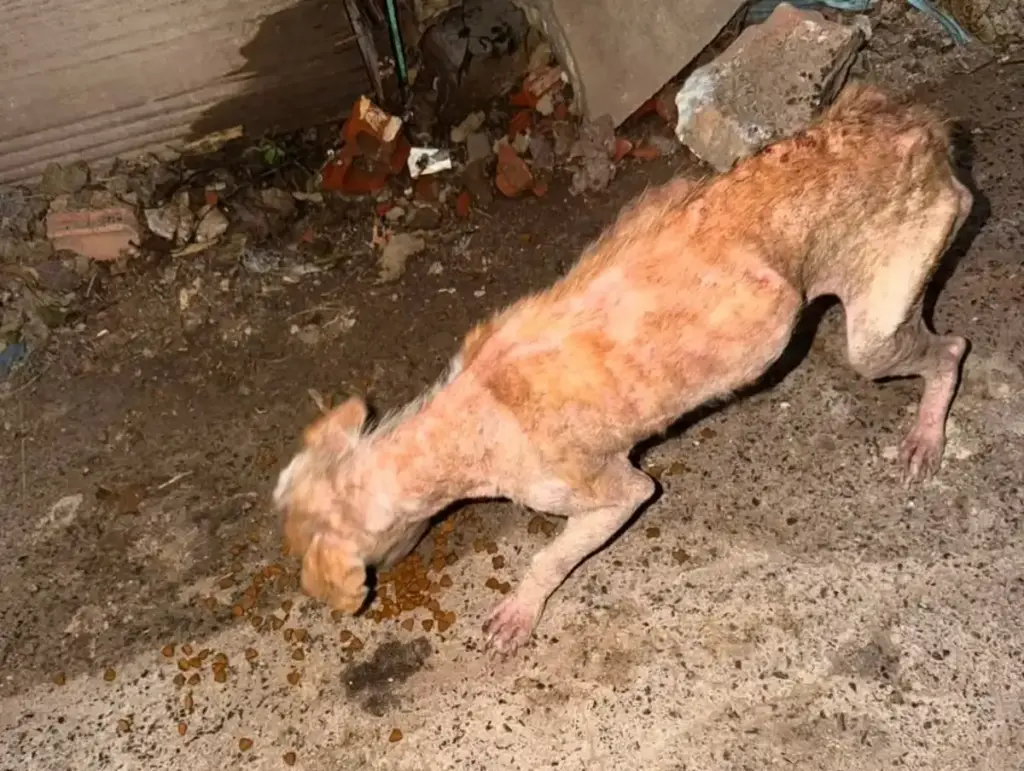 Guarda Municipal prende suspeito de maus-tratos a animal em Caxias do Sul - Studio TV