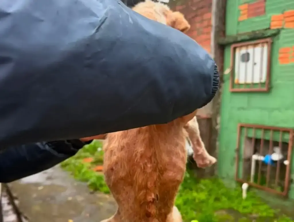 Guarda Municipal prende suspeito de maus-tratos a animal em Caxias do Sul - Studio TV