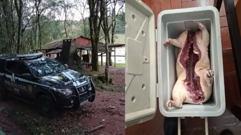 Homem é preso e armas são apreendidas por caça ilegal em União da Serra - Studio TV