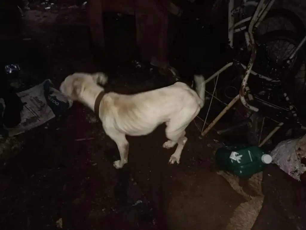 Homem é preso por maus-tratos a animais durante fiscalização em Cruz Alta - Studio TV
