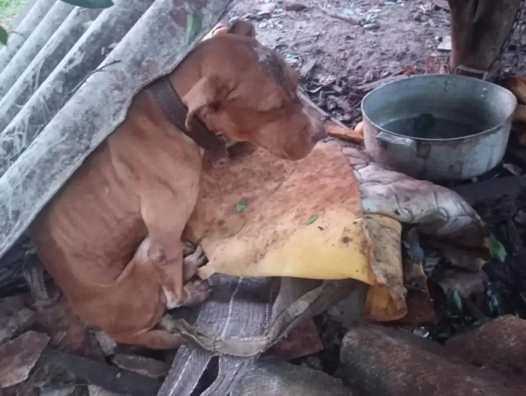 Homem é preso por maus-tratos a animais durante fiscalização em Cruz Alta - Studio TV