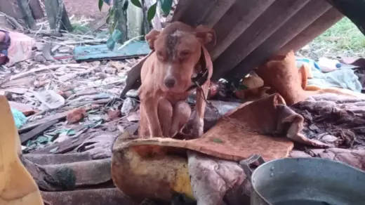 Homem é preso por maus-tratos a animais durante fiscalização em Cruz Alta - Studio TV