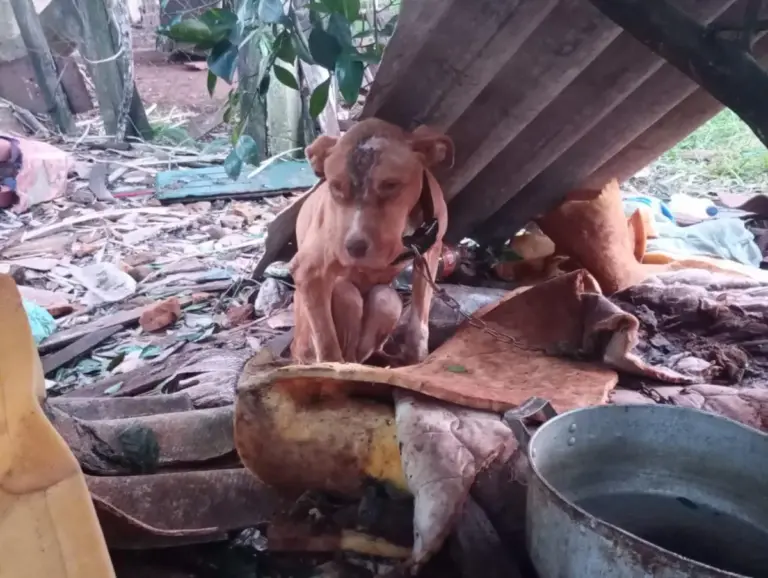 Homem é preso por maus-tratos a animais durante fiscalização em Cruz Alta - Studio TV
