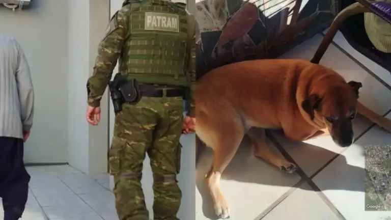 Idoso é preso no RS por suspeita de zoofilia contra cadela - Studio TV