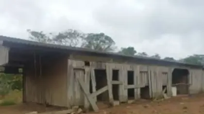 Idoso é resgatado de trabalho análogo à escravidão em abrigo compartilhado com porcos - Studio TV