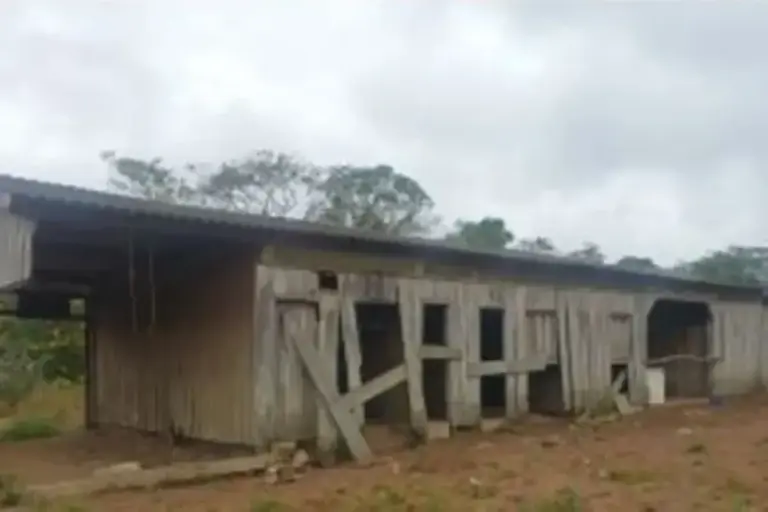 Idoso é resgatado de trabalho análogo à escravidão em abrigo compartilhado com porcos - Studio TV