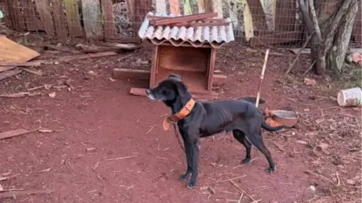 Justiça decreta prisão de homem investigado por maus-tratos a animais em Cruz Alta - Studio TV