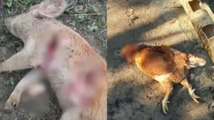 Mais de 60 animais são encontrados mortos no Paraná e suspeita é de ataque de onça-parda - Studio TV