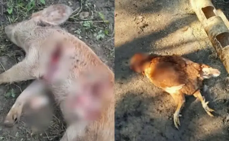 Mais de 60 animais são encontrados mortos no Paraná e suspeita é de ataque de onça-parda - Studio TV