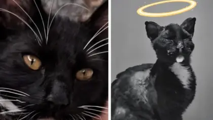 Morte do gato Loki mobiliza manifestação por justiça - Studio TV