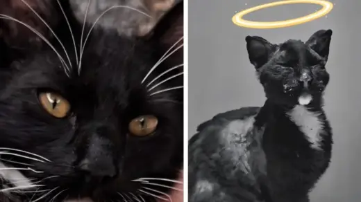 Morte do gato Loki mobiliza manifestação por justiça - Studio TV