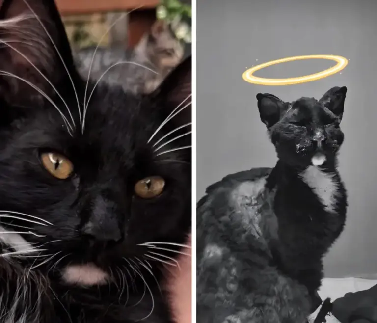 Morte do gato Loki mobiliza manifestação por justiça - Studio TV