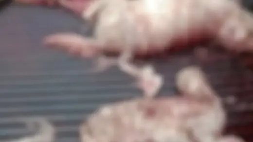 Novo ataque de cães deixa 15 ovelhas e cordeiros mortos em estância centenária no RS - Studio TV