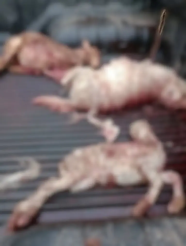 Novo ataque de cães deixa 15 ovelhas e cordeiros mortos em estância centenária no RS - Studio TV