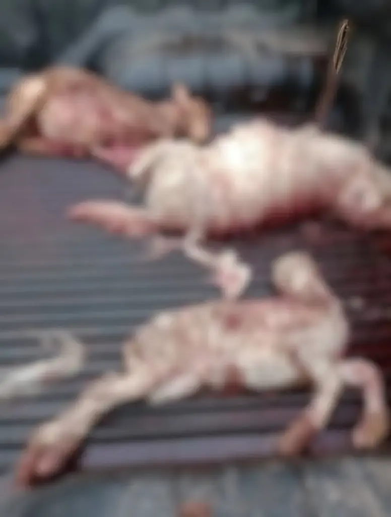 Novo ataque de cães deixa 15 ovelhas e cordeiros mortos em estância centenária no RS - Studio TV