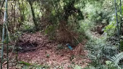 Ossada encontrada em mata pode esclarecer desaparecimento ocorrido em Tapera - Studio TV