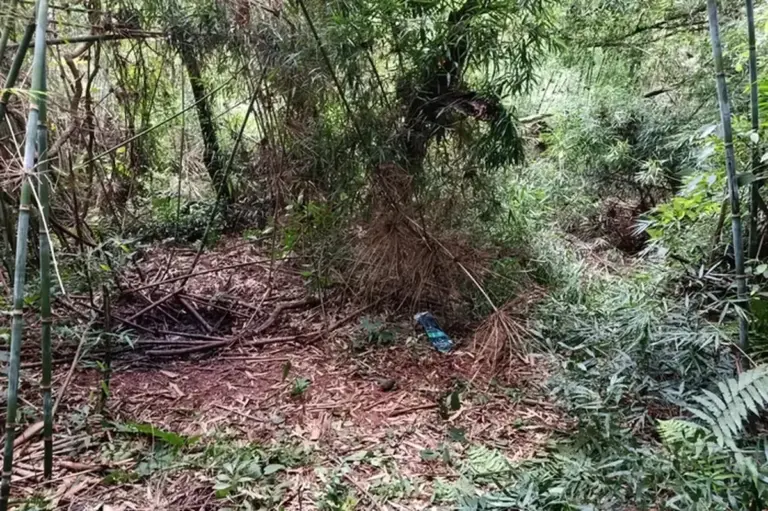 Ossada encontrada em mata pode esclarecer desaparecimento ocorrido em Tapera - Studio TV