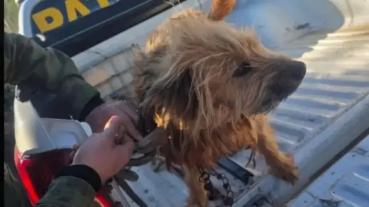 Patram prende homem por maus-tratos contra cão em Fazenda Vilanova - Studio TV
