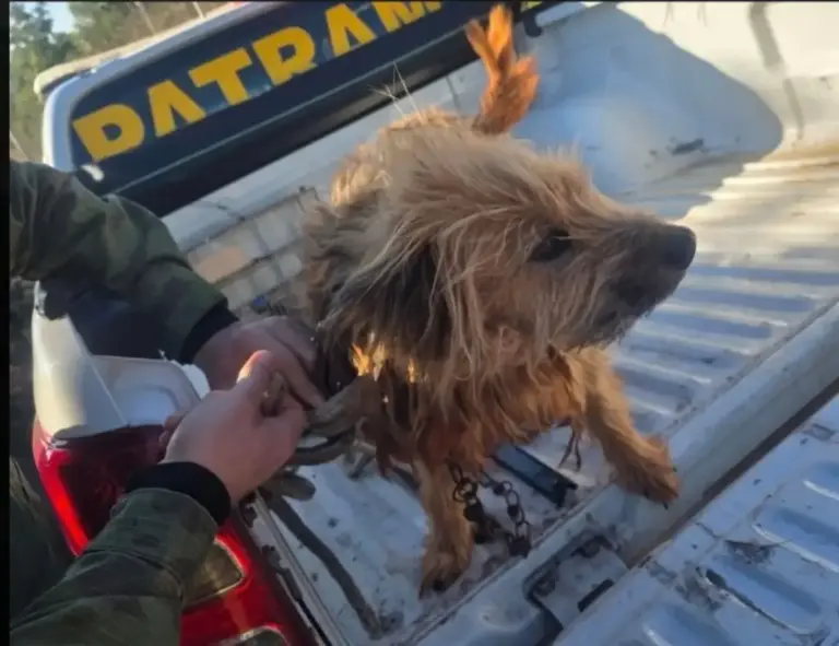 Patram prende homem por maus-tratos contra cão em Fazenda Vilanova - Studio TV