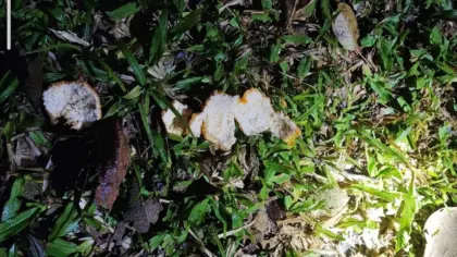 Pegadas e cascas de laranja levam bombeiros até idoso desaparecido em mata de SC - Studio TV
