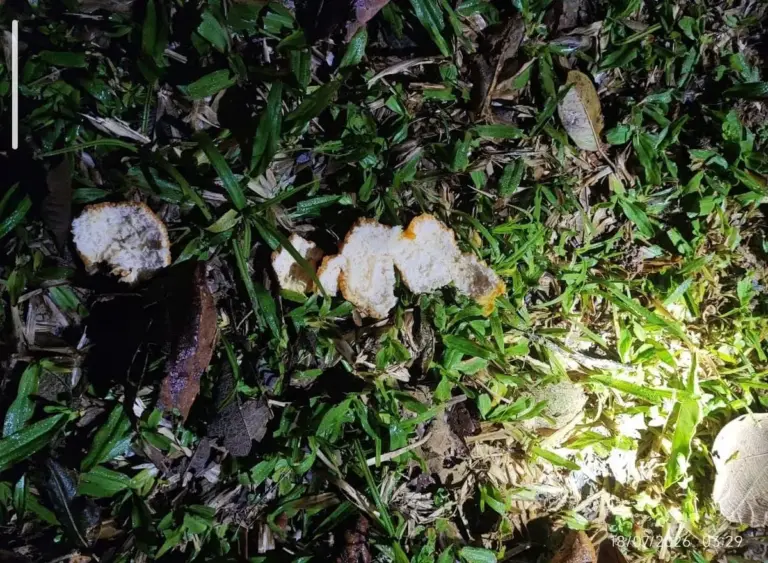 Pegadas e cascas de laranja levam bombeiros até idoso desaparecido em mata de SC - Studio TV
