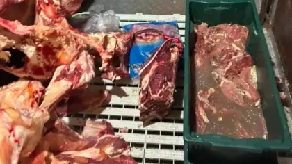 Polícia apreende cerca de meia tonelada de carne imprópria em operação contra abigeato no RS - Studio TV