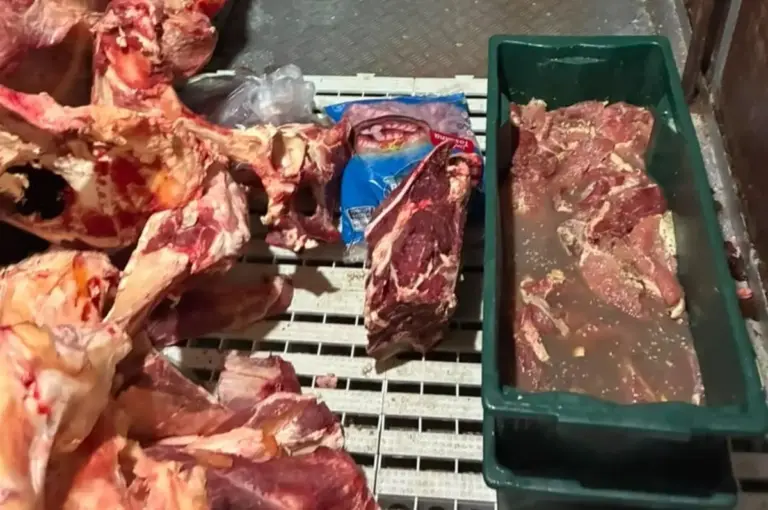Polícia apreende cerca de meia tonelada de carne imprópria em operação contra abigeato no RS - Studio TV