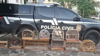 Polícia Civil resgata pássaros silvestres em cativeiro em Guaporé - Studio TV