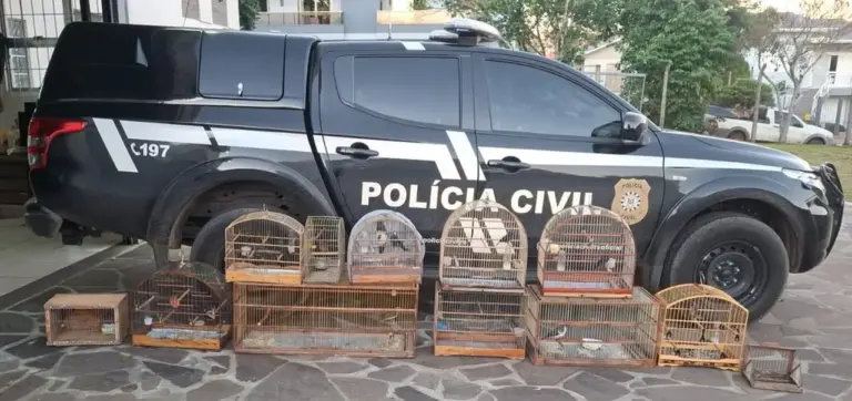 Polícia Civil resgata pássaros silvestres em cativeiro em Guaporé - Studio TV