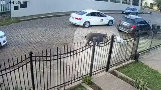 Presença de 'javaporcos' nas ruas assusta moradores de cidade do interior do RS - Studio TV