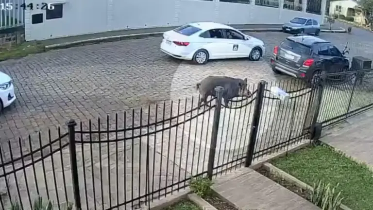 Presença de 'javaporcos' nas ruas assusta moradores de cidade do interior do RS - Studio TV