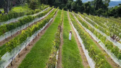 Roteiro Vera Vista une destinos turísticos de Bento Gonçalves e reúne 39 empreendimentos - Studio TV