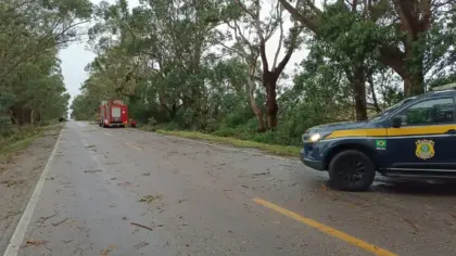 Árvores são retiradas após interdição parcial na BR-471, em Rio Grande - Studio TV