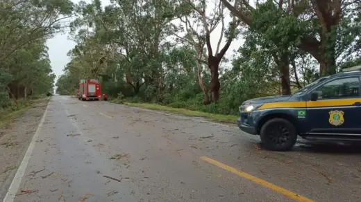 Árvores são retiradas após interdição parcial na BR-471, em Rio Grande - Studio TV