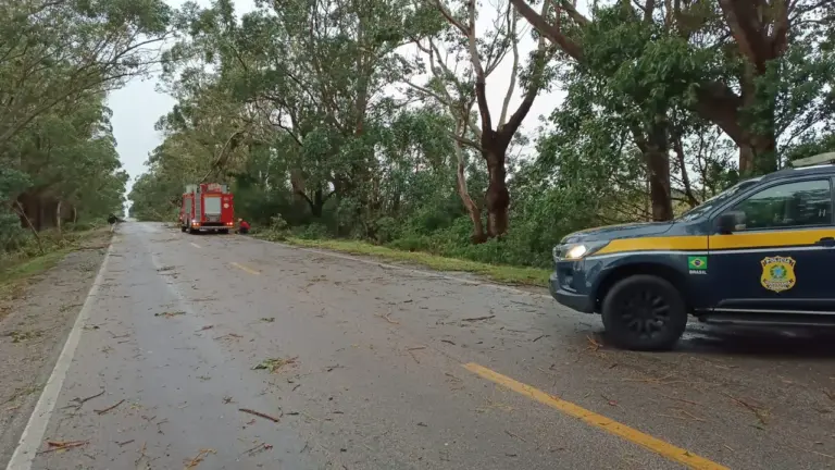Árvores são retiradas após interdição parcial na BR-471, em Rio Grande - Studio TV