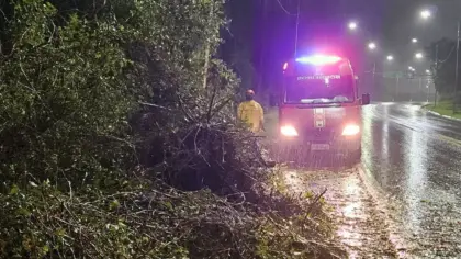 Temporal provoca quedas de árvores, destelhamento e deslizamento em Garibaldi - Studio TV