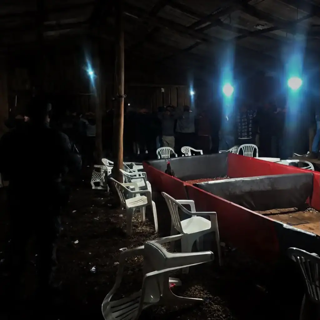 Ação da Polícia Militar resgata 57 galos em rinha clandestina no RS - Studio TV