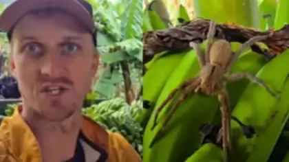 Agricultor leva susto ao encontrar aranha-armadeira em cacho de bananas em SC - Studio TV