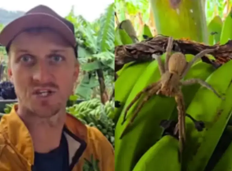 Agricultor leva susto ao encontrar aranha-armadeira em cacho de bananas em SC - Studio TV