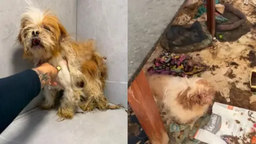 Animais são resgatados de apartamento em situação insalubre em Canoas - Studio TV