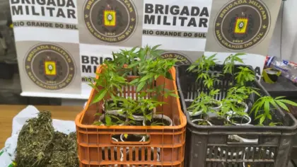 Brigada Militar apreende 22 pés de maconha durante ocorrência em Rolante - Studio TV