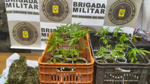 Brigada Militar apreende 22 pés de maconha durante ocorrência em Rolante - Studio TV