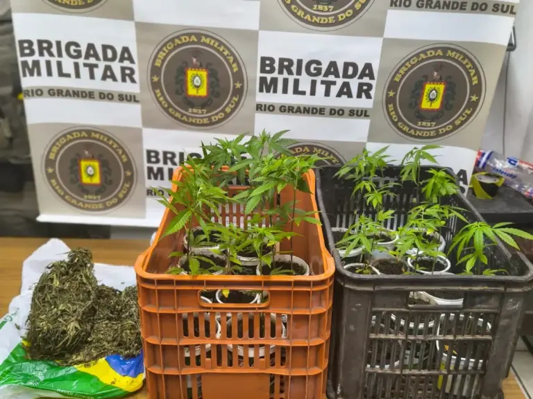 Brigada Militar apreende 22 pés de maconha durante ocorrência em Rolante - Studio TV