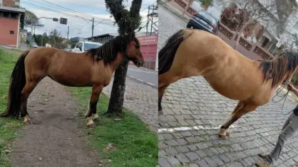 Brigada Militar recolhe cavalo solto em via pública em Nova Prata - Studio TV
